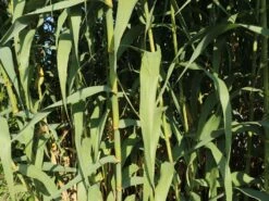 Pfahlrohr -Angebote Blumen Takt Store pfahlrohr m044598 w 4