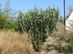 Pfahlrohr -Angebote Blumen Takt Store pfahlrohr m044598 w 6