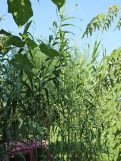 Pfahlrohr -Angebote Blumen Takt Store pfahlrohr m044598 w 7