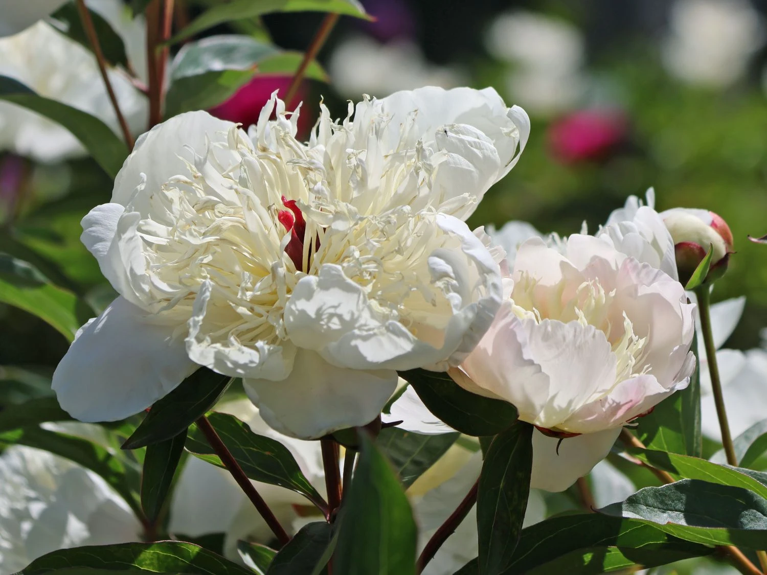 Pfingstrose 'Immaculee' 5 Pfingstrose 'Immaculee' – Bild 3