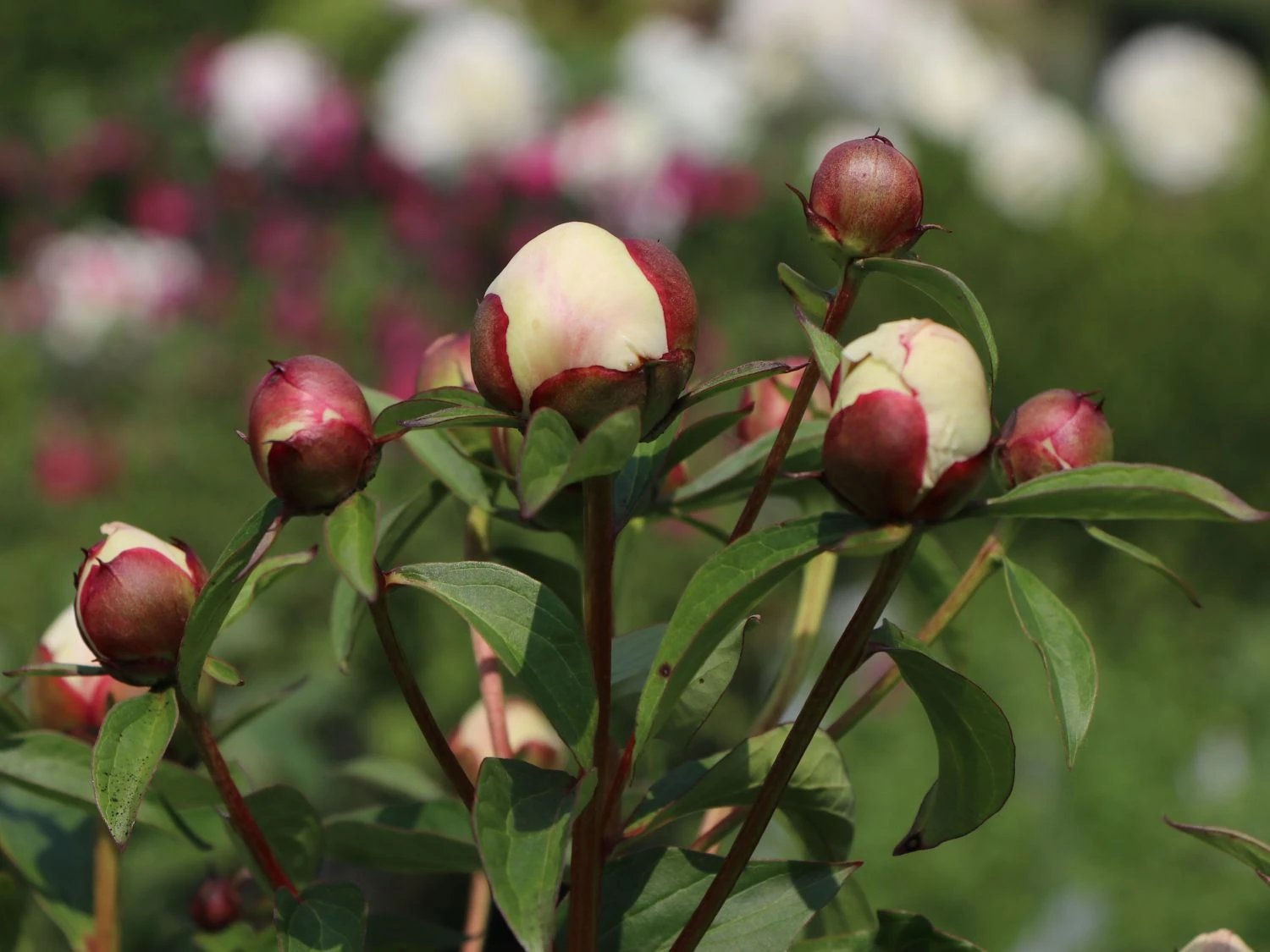 Pfingstrose 'Immaculee' 8 Pfingstrose 'Immaculee' – Bild 6