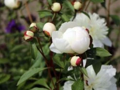 Pfingstrose 'Immaculee' 24 Pfingstrose 'Immaculee' -Angebote Blumen Takt Store pfingstrose immaculee m059804 w 10