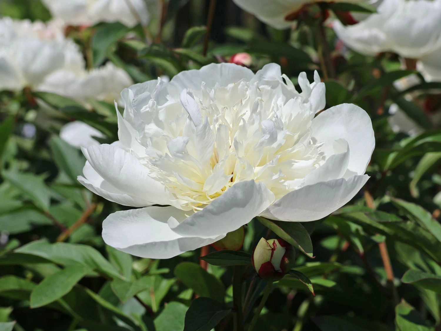 Pfingstrose 'Immaculee' 11 Pfingstrose 'Immaculee' – Bild 9