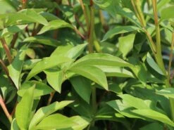 Pfingstrose 'Immaculee' 27 Pfingstrose 'Immaculee' -Angebote Blumen Takt Store pfingstrose immaculee m059804 w 2