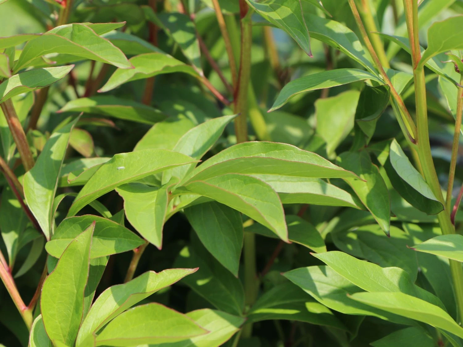 Pfingstrose 'Immaculee' 15 Pfingstrose 'Immaculee' – Bild 13