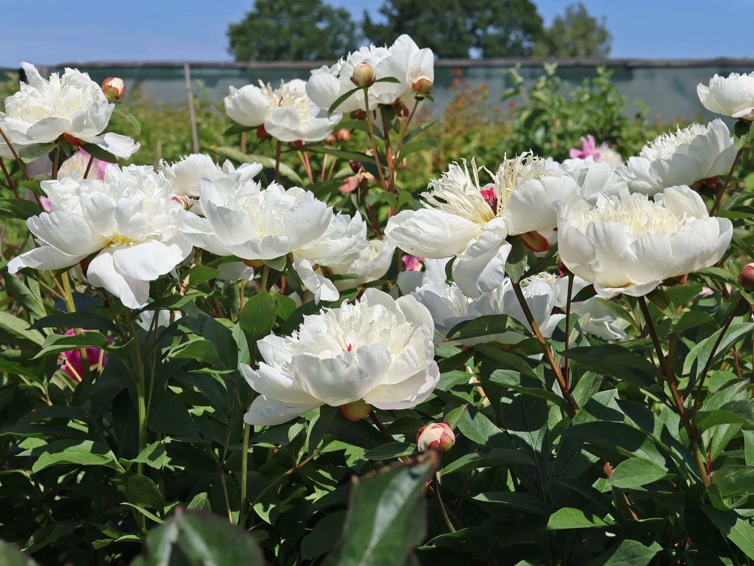 Pfingstrose 'Immaculee' 4 Pfingstrose 'Immaculee' – Bild 2