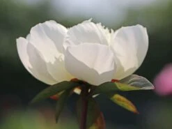 Pfingstrose 'Immaculee' 18 Pfingstrose 'Immaculee' -Angebote Blumen Takt Store pfingstrose immaculee m059804 w 4