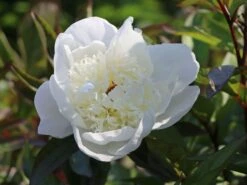 Pfingstrose 'Immaculee' 19 Pfingstrose 'Immaculee' -Angebote Blumen Takt Store pfingstrose immaculee m059804 w 5