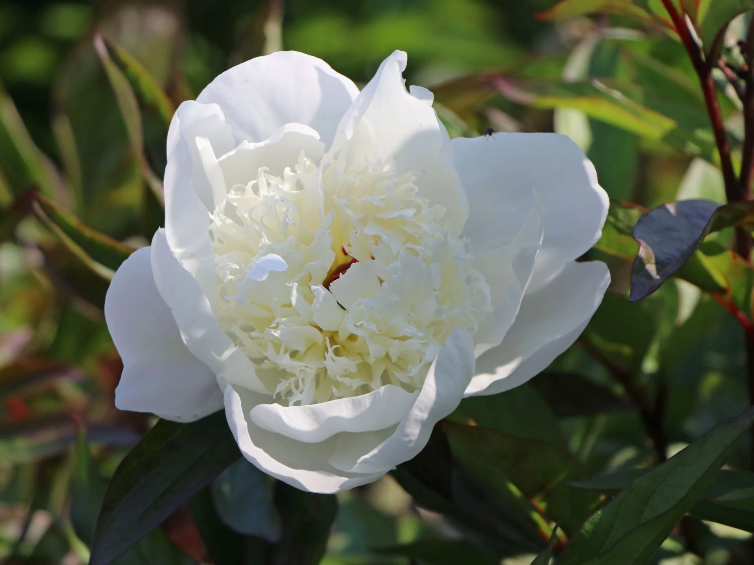 Pfingstrose 'Immaculee' 7 Pfingstrose 'Immaculee' – Bild 5