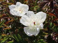 Pfingstrose 'Immaculee' 26 Pfingstrose 'Immaculee' -Angebote Blumen Takt Store pfingstrose immaculee m059804 w 6