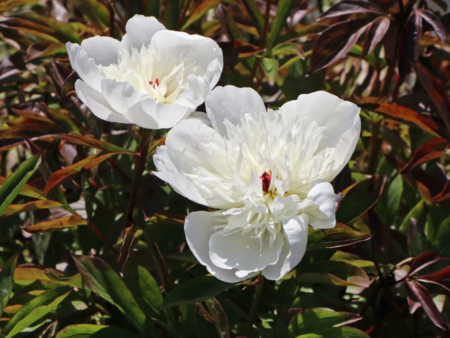 Pfingstrose 'Immaculee' 14 Pfingstrose 'Immaculee' – Bild 12