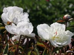 Pfingstrose 'Immaculee' 21 Pfingstrose 'Immaculee' -Angebote Blumen Takt Store pfingstrose immaculee m059804 w 7