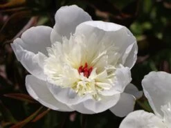 Pfingstrose 'Immaculee' 22 Pfingstrose 'Immaculee' -Angebote Blumen Takt Store pfingstrose immaculee m059804 w 8