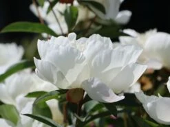 Pfingstrose 'Immaculee' 25 Pfingstrose 'Immaculee' -Angebote Blumen Takt Store pfingstrose immaculee m059804 w 9