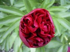 Pfingstrose 'Karl Rosenfield' -Angebote Blumen Takt Store pfingstrose karl rosenfield m001667 w 0