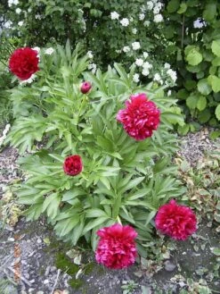 Pfingstrose 'Karl Rosenfield' -Angebote Blumen Takt Store pfingstrose karl rosenfield m001667 w 1