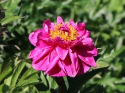 Pfingstrose 'Karl Rosenfield' -Angebote Blumen Takt Store pfingstrose karl rosenfield m001667 w 3