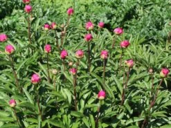 Pfingstrose 'Karl Rosenfield' -Angebote Blumen Takt Store pfingstrose karl rosenfield m001667 w 4