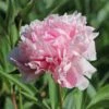 Pfingstrose 'Sarah Bernhardt' -Angebote Blumen Takt Store pfingstrose sarah bernhardt m001668 h 0
