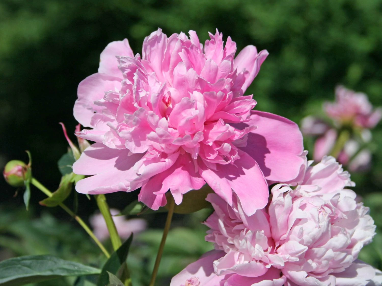 Pfingstrose 'Sarah Bernhardt' 4 Pfingstrose 'Sarah Bernhardt' – Bild 2