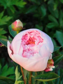 Pfingstrose 'Sarah Bernhardt' 18 Pfingstrose 'Sarah Bernhardt' -Angebote Blumen Takt Store pfingstrose sarah bernhardt m001668 w 1