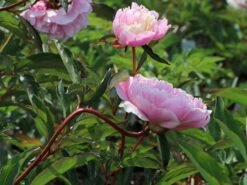 Pfingstrose 'Sarah Bernhardt' 15 Pfingstrose 'Sarah Bernhardt' -Angebote Blumen Takt Store pfingstrose sarah bernhardt m001668 w 3