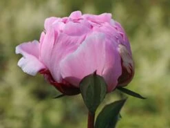 Pfingstrose 'Sarah Bernhardt' 17 Pfingstrose 'Sarah Bernhardt' -Angebote Blumen Takt Store pfingstrose sarah bernhardt m001668 w 6