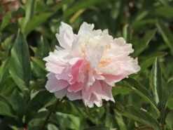 Pfingstrose 'Sarah Bernhardt' 21 Pfingstrose 'Sarah Bernhardt' -Angebote Blumen Takt Store pfingstrose sarah bernhardt m001668 w 7