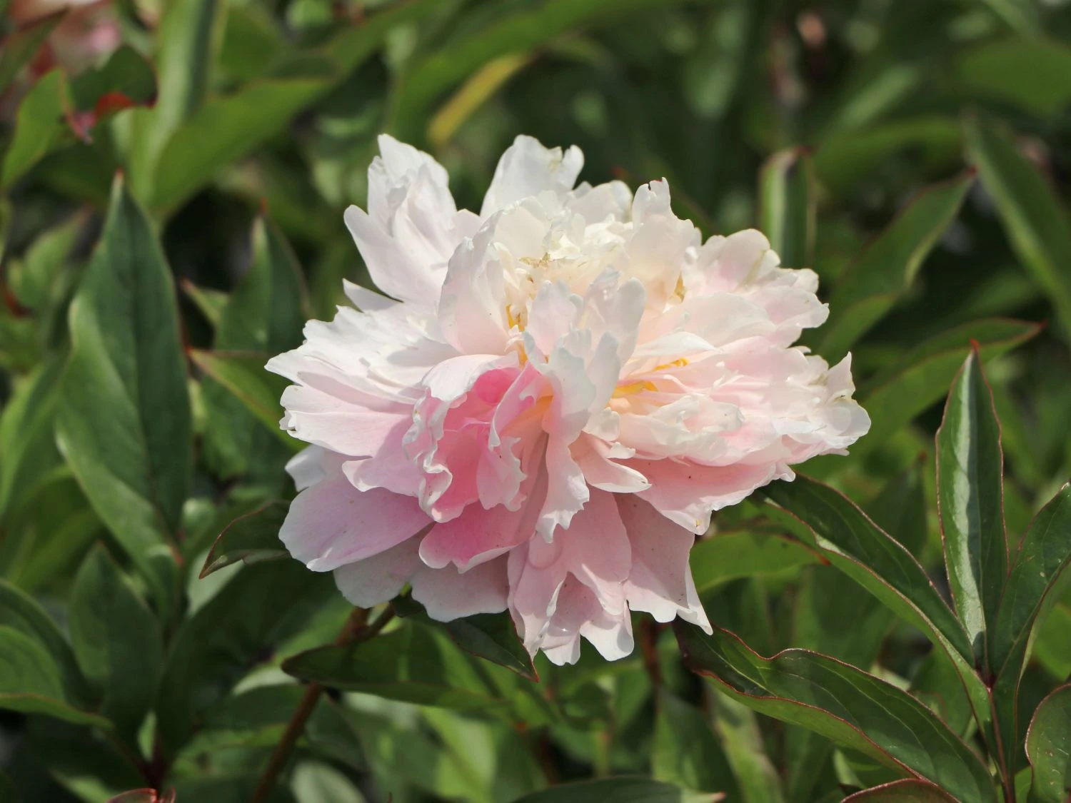 Pfingstrose 'Sarah Bernhardt' 12 Pfingstrose 'Sarah Bernhardt' – Bild 10