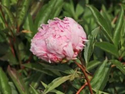 Pfingstrose 'Sarah Bernhardt' 20 Pfingstrose 'Sarah Bernhardt' -Angebote Blumen Takt Store pfingstrose sarah bernhardt m001668 w 8