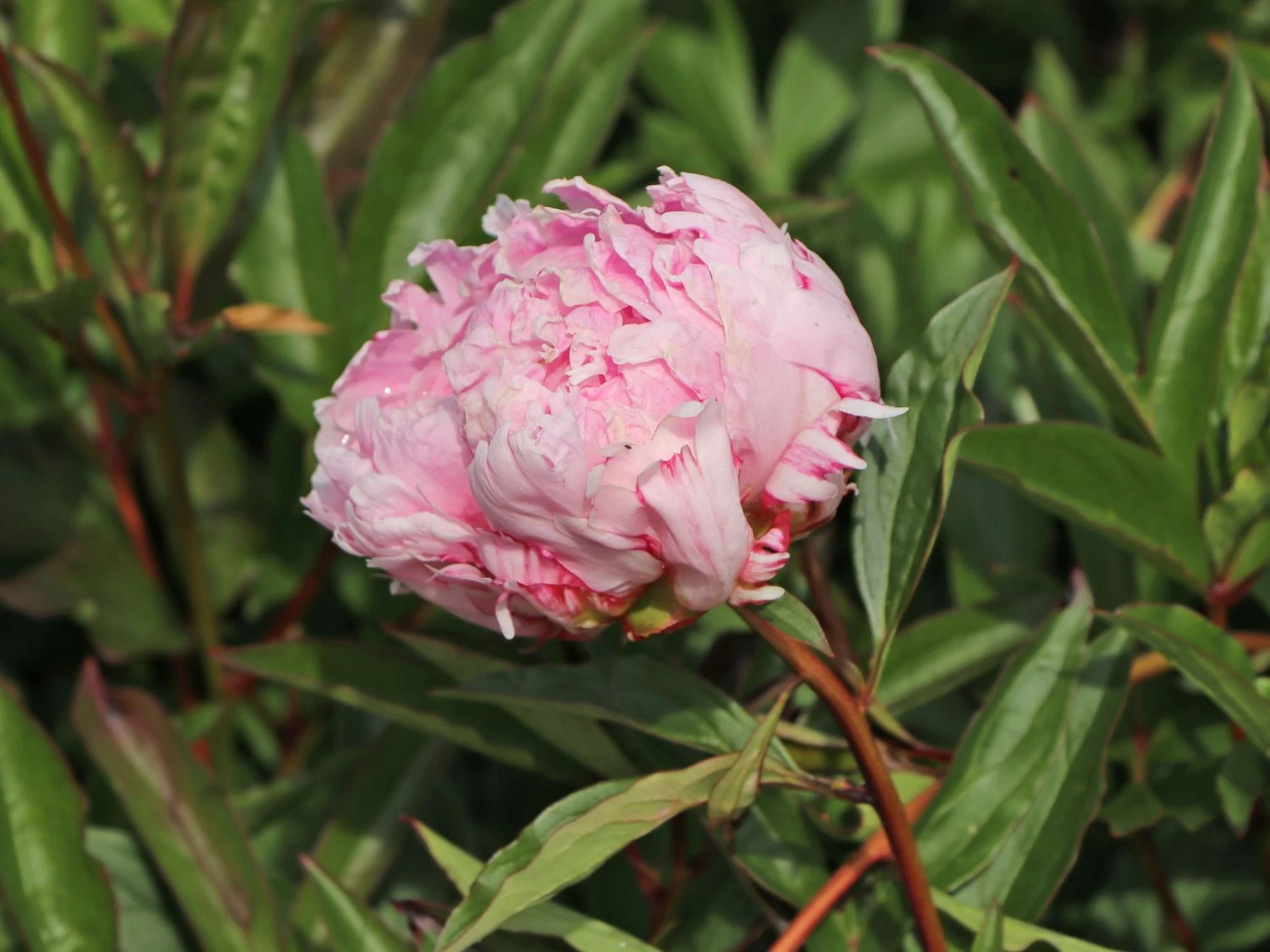 Pfingstrose 'Sarah Bernhardt' 11 Pfingstrose 'Sarah Bernhardt' – Bild 9