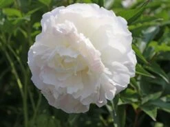 Pfingstrose 'Shirley Temple' 19 Pfingstrose 'Shirley Temple' -Angebote Blumen Takt Store pfingstrose shirley temple m059811 w 0