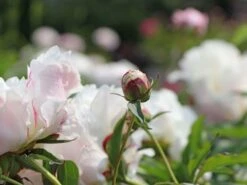 Pfingstrose 'Shirley Temple' 18 Pfingstrose 'Shirley Temple' -Angebote Blumen Takt Store pfingstrose shirley temple m059811 w 1