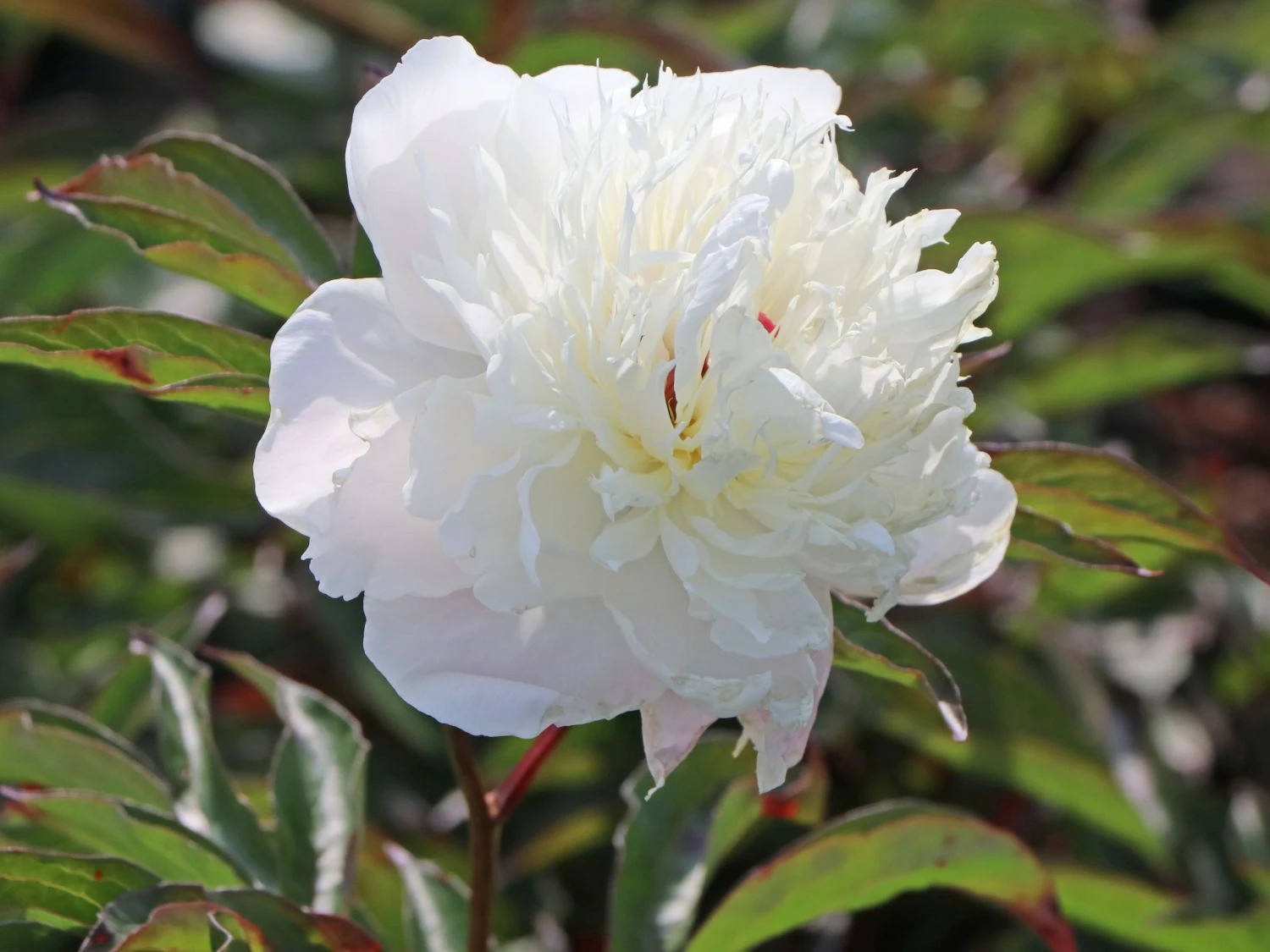 Pfingstrose 'Shirley Temple' 7 Pfingstrose 'Shirley Temple' – Bild 5