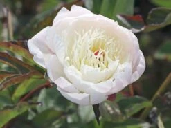 Pfingstrose 'Shirley Temple' 14 Pfingstrose 'Shirley Temple' -Angebote Blumen Takt Store pfingstrose shirley temple m059811 w 4