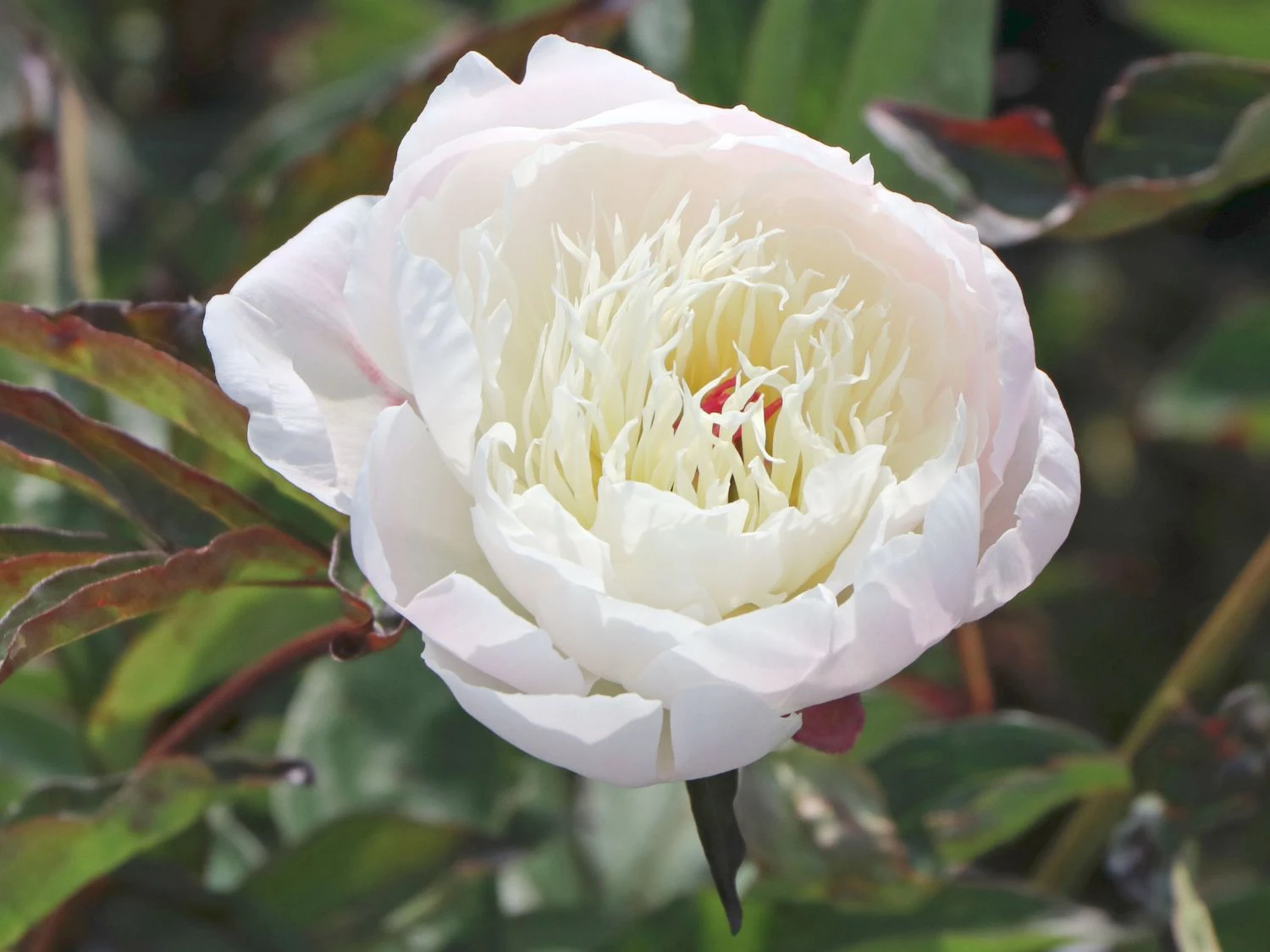 Pfingstrose 'Shirley Temple' 6 Pfingstrose 'Shirley Temple' – Bild 4