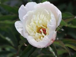 Pfingstrose 'Shirley Temple' 17 Pfingstrose 'Shirley Temple' -Angebote Blumen Takt Store pfingstrose shirley temple m059811 w 5