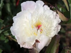 Pfingstrose 'Shirley Temple' 16 Pfingstrose 'Shirley Temple' -Angebote Blumen Takt Store pfingstrose shirley temple m059811 w 6