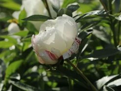 Pfingstrose 'Shirley Temple' 12 Pfingstrose 'Shirley Temple' -Angebote Blumen Takt Store pfingstrose shirley temple m059811 w 7