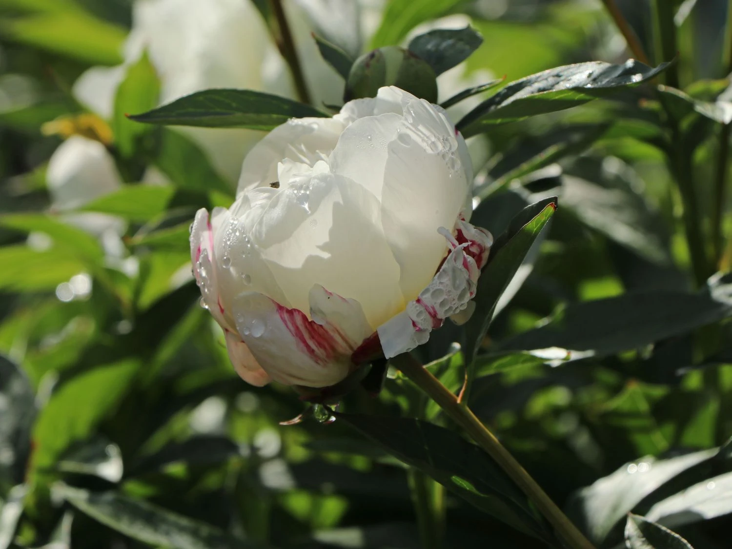 Pfingstrose 'Shirley Temple' 4 Pfingstrose 'Shirley Temple' – Bild 2