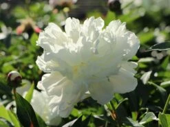 Pfingstrose 'Shirley Temple' 13 Pfingstrose 'Shirley Temple' -Angebote Blumen Takt Store pfingstrose shirley temple m059811 w 8