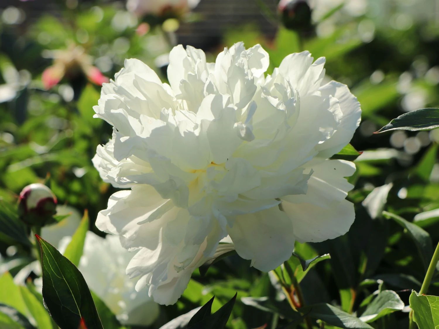 Pfingstrose 'Shirley Temple' 5 Pfingstrose 'Shirley Temple' – Bild 3