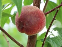 Pfirsich 'Amsden' -Angebote Blumen Takt Store pfirsich amsden m102670 w 1