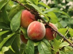 Pfirsich 'Amsden' -Angebote Blumen Takt Store pfirsich amsden m102670 w 2