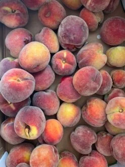 Pfirsich 'Dixired' -Angebote Blumen Takt Store pfirsich dixired m107096 w 1