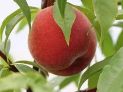 Pfirsich 'Früher Roter Ingelheimer' -Angebote Blumen Takt Store pfirsich frueher roter ingelheimer m063977 w 1