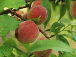 Pfirsich 'Früher Roter Ingelheimer' -Angebote Blumen Takt Store pfirsich frueher roter ingelheimer m063977 w 2