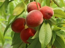 Pfirsich 'Früher Roter Ingelheimer' -Angebote Blumen Takt Store pfirsich frueher roter ingelheimer m063977 w 4