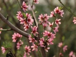 Pfirsich 'Früher Roter Ingelheimer' -Angebote Blumen Takt Store pfirsich frueher roter ingelheimer m063977 w 6