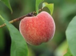 Pfirsich 'Fruteria' ®